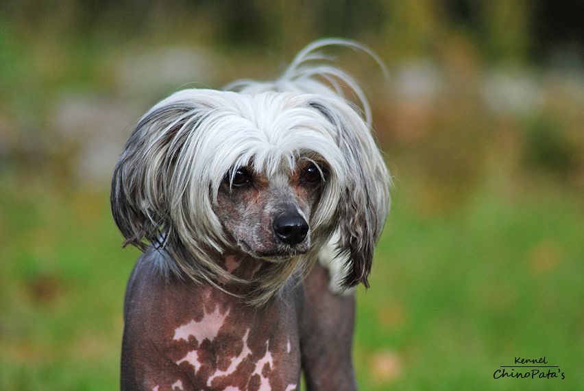 ChinoPata's Best Of Navigators