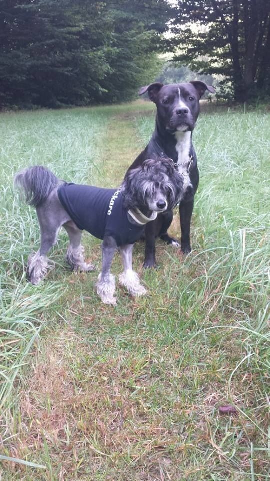 ChinoPata's Be Ba Pa Lo Ba