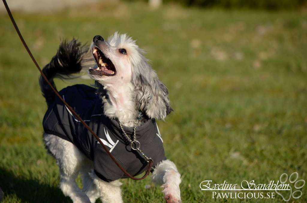 Lionheart Keep on Walking