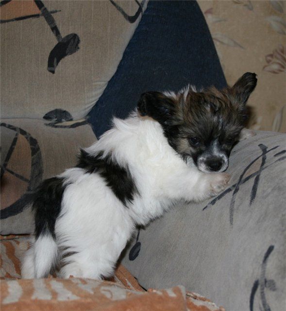 Silver Tauer Napoleon