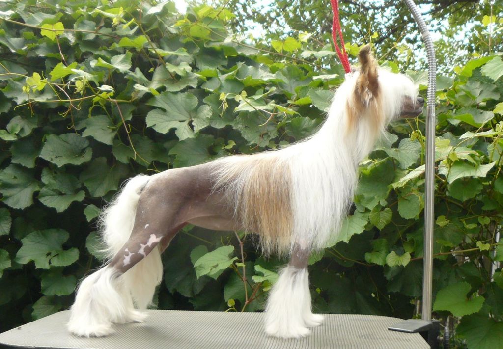 Ni Slovom Skazat ot Volnogo Psa