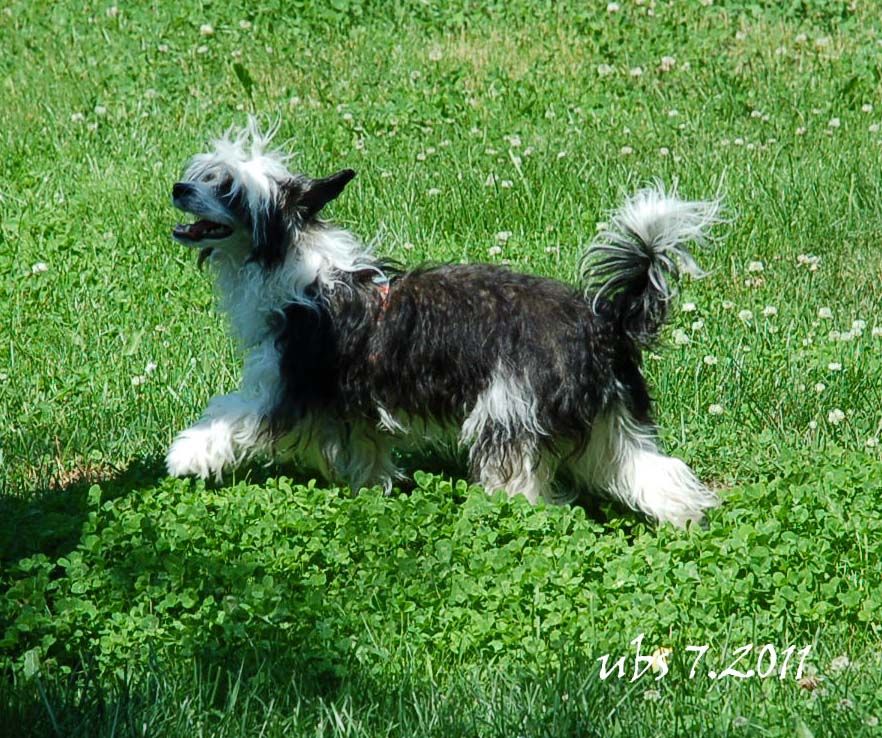 Graceful Orchid High Sign