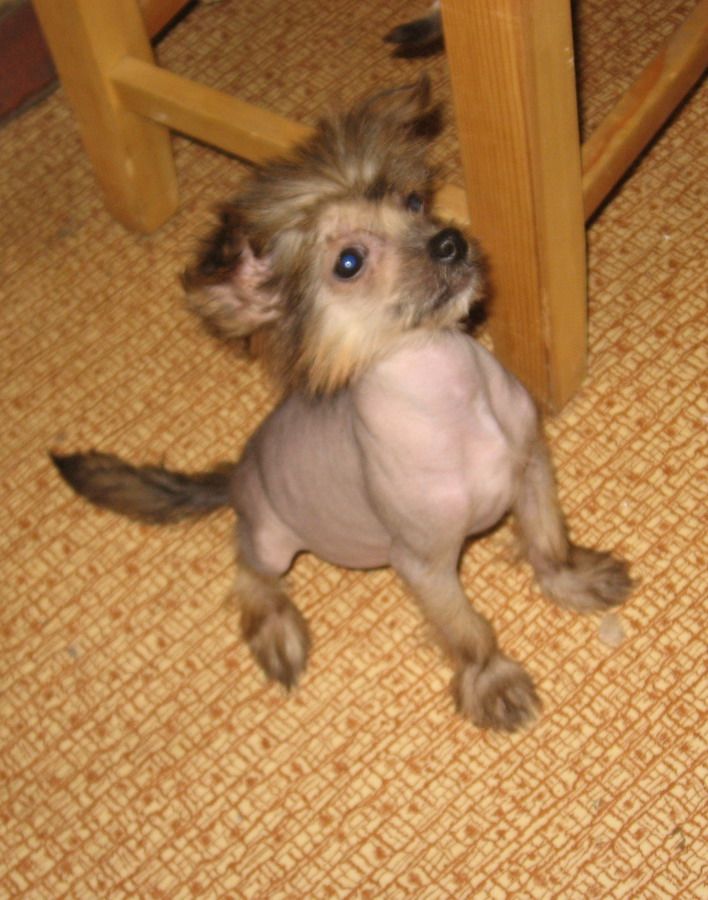 Tsunami s Tushinskogo Doma