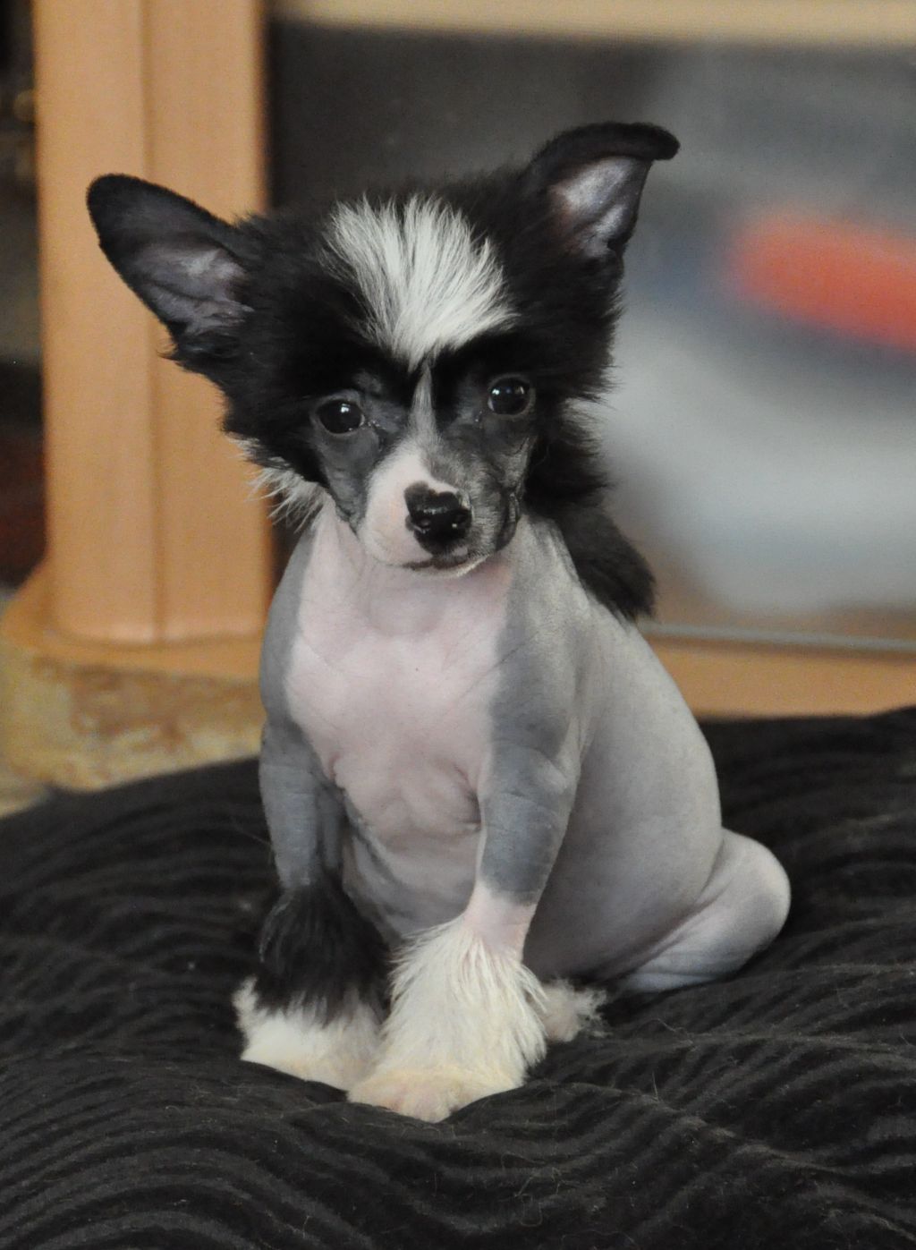 Jet Black Little Champs