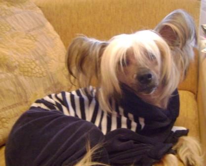 Zinger from Khakasia