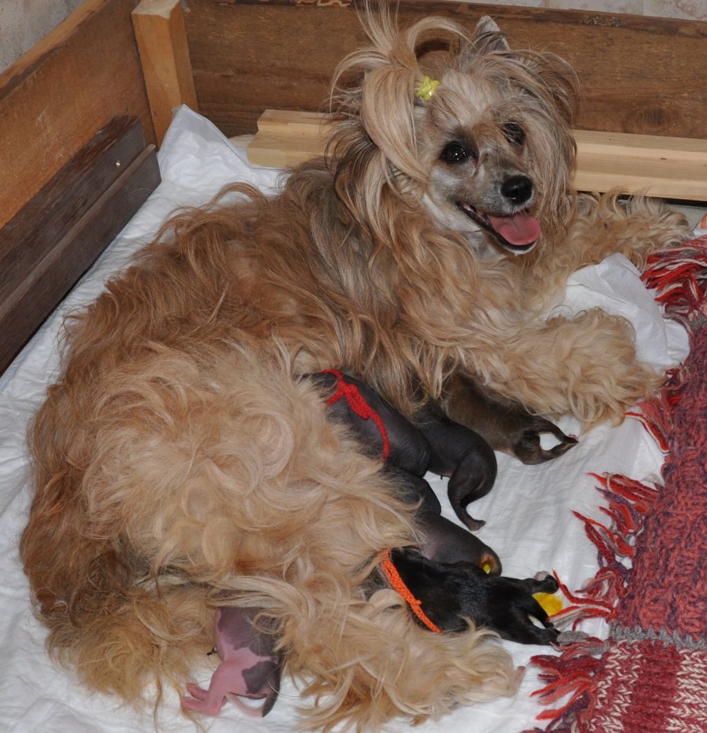 Zlatovlaska from Khakasia