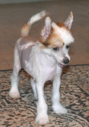 Zippy Maid from Khakasia