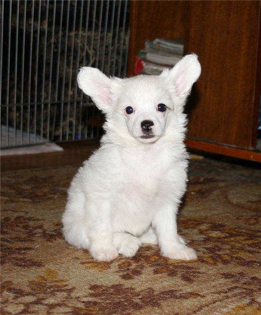 Silver Tauer Nice Blonde