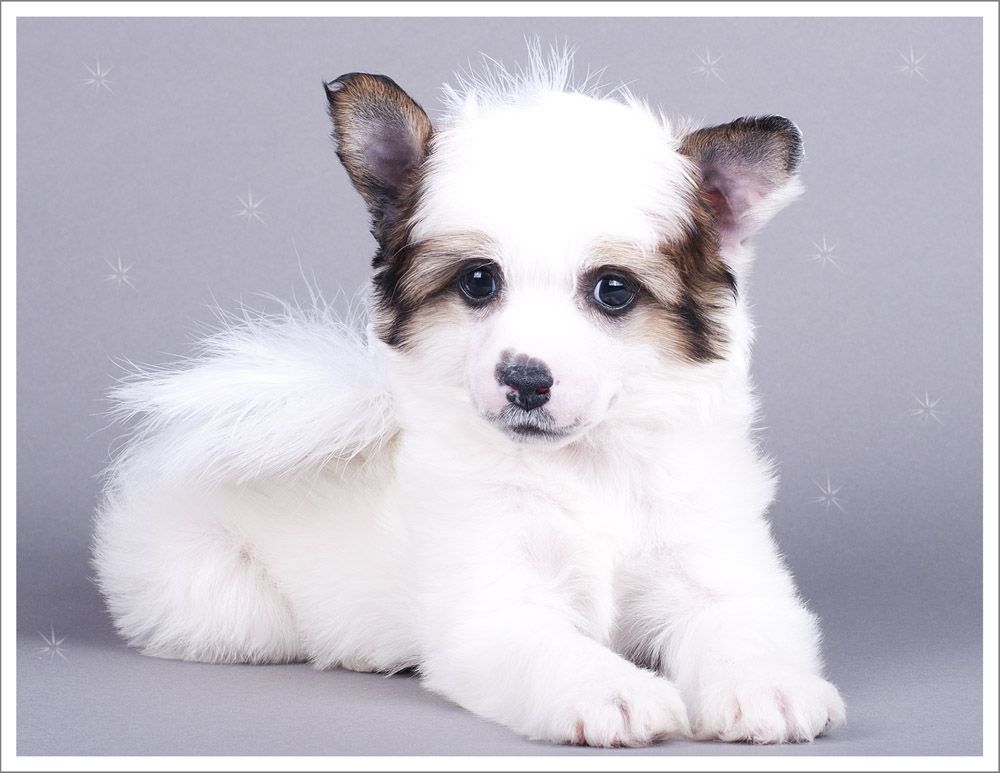 Olegro Katrin Demarchelier