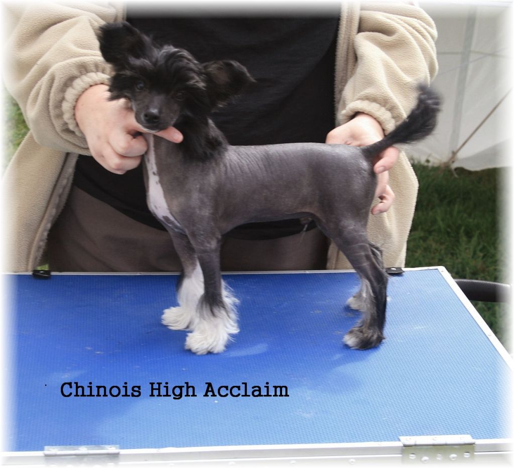 Chinois High Acclaim