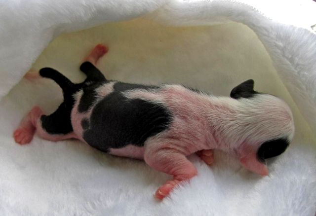 Zlato Dinastii Kolorful Impressions