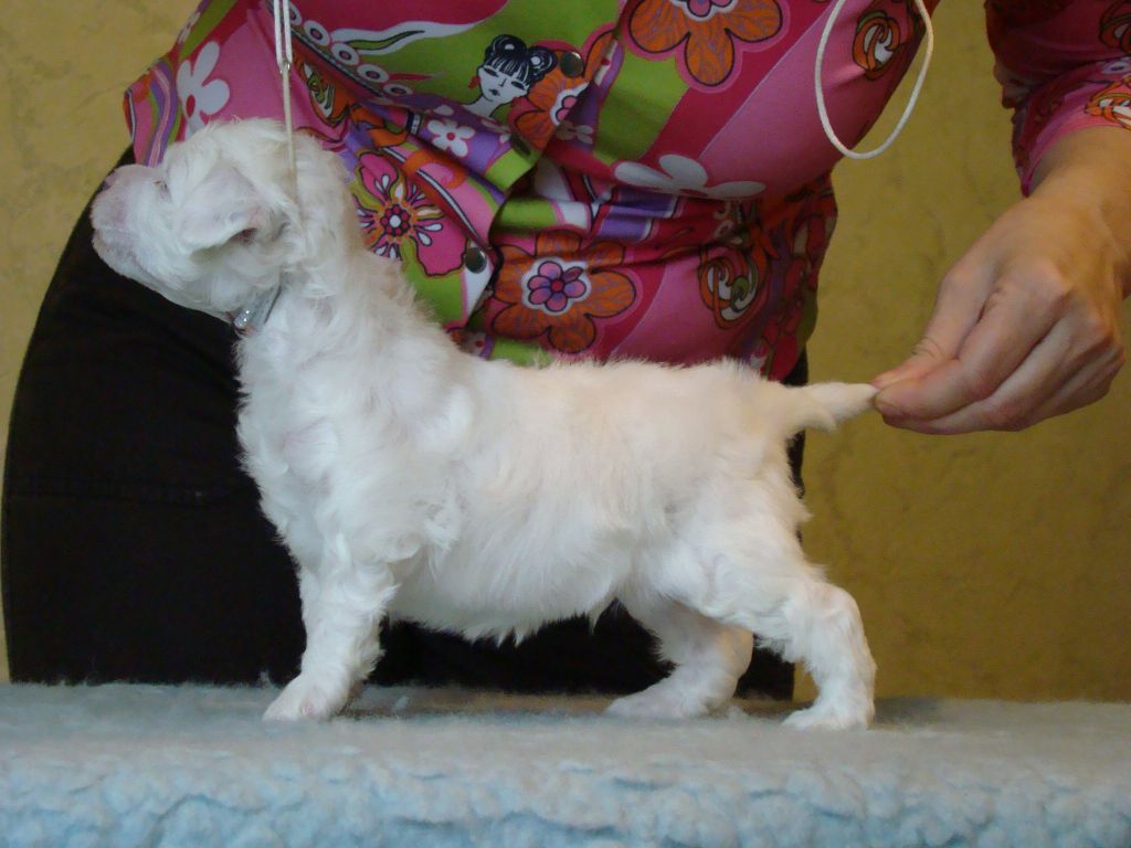 Zlato Dinastii Kilimanjaro