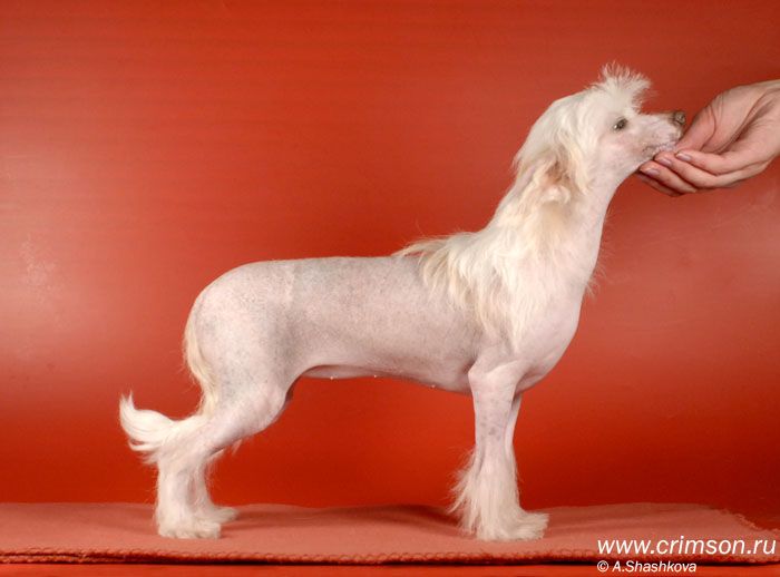 Rus Crimson Empaer Blond Brilliant