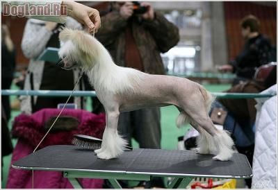 Tatejja ot Lyali Beloy