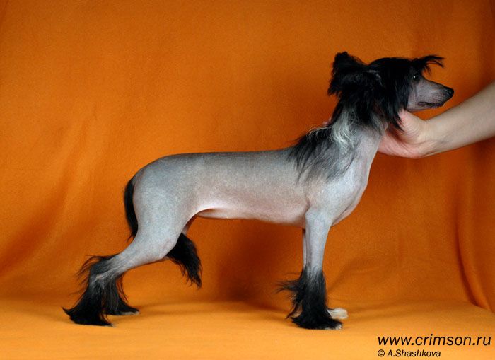 Rus Crimson Empaer Velvet Verona