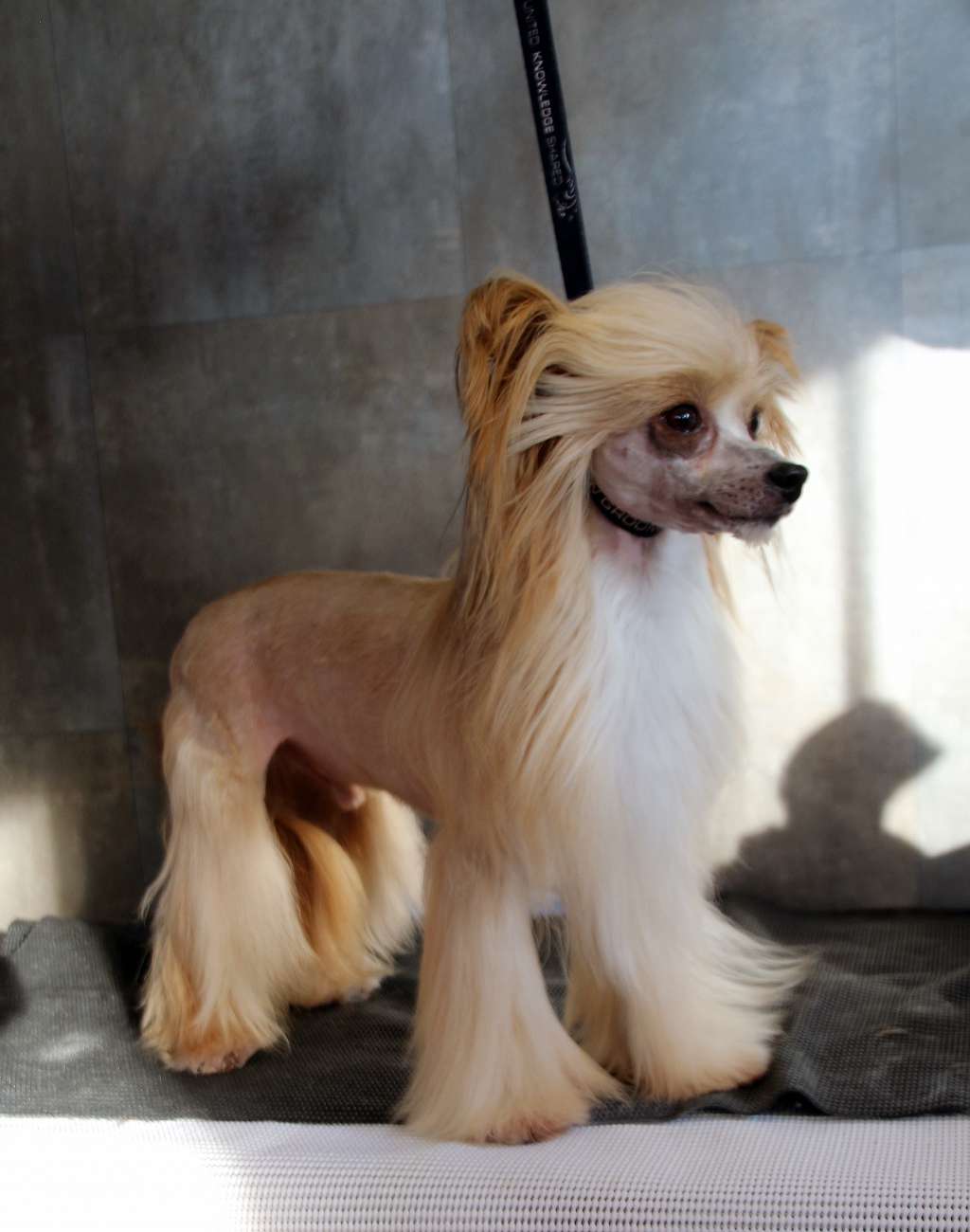 El Cid Campeador Di China Latina