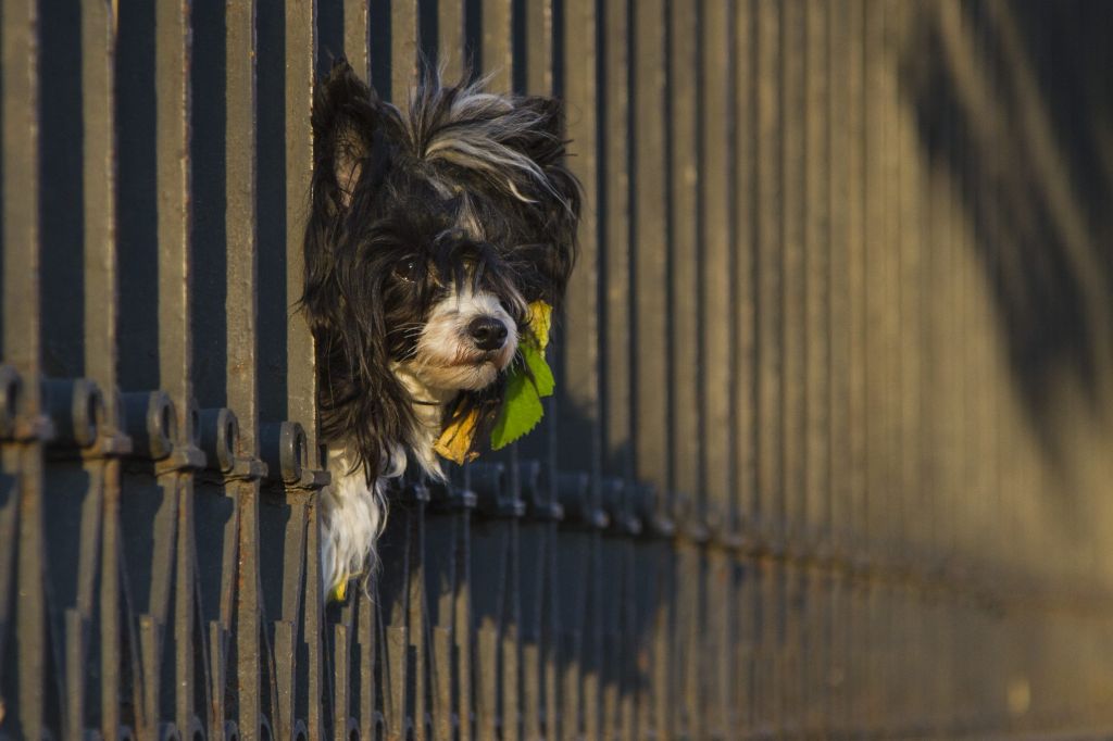 El Torro Magica Di Rabozi