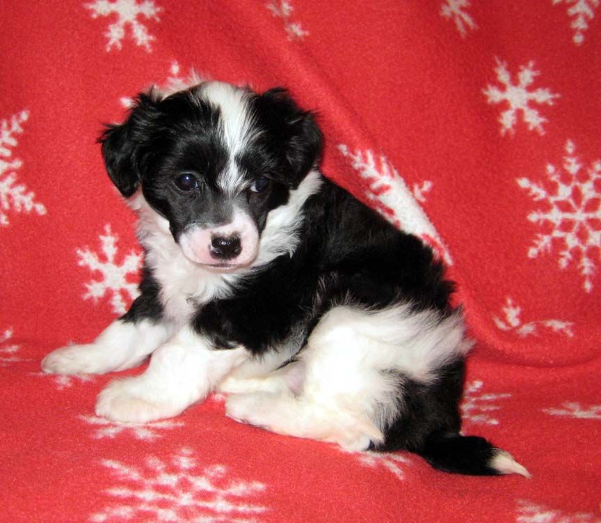 Jewels Road to Glory