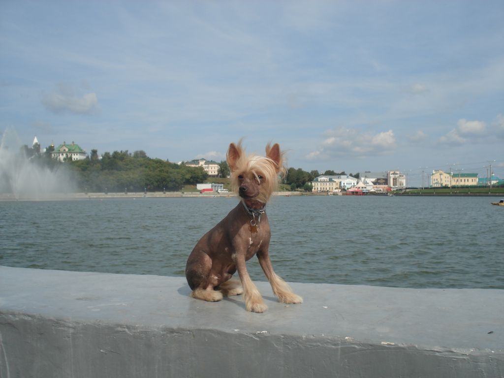 Milisenta Golden Boy