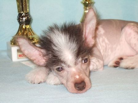 Milisenta Grand Prix