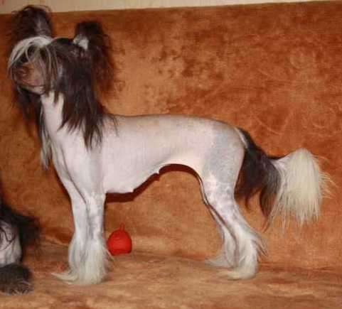 Charuyuschiy Soblazn Emmi Espresso Triumf