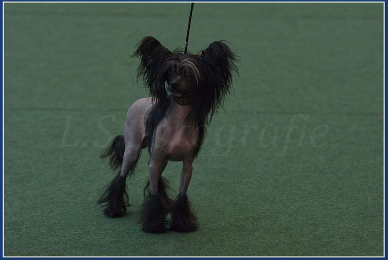 Beloved Beach Boy vom Bootshaus