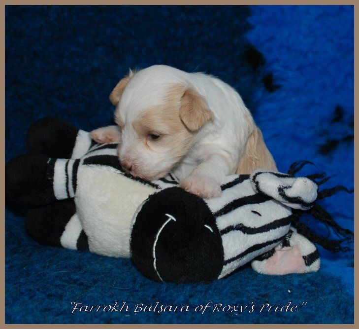 Farrokh Bulsara of Roxy's Pride