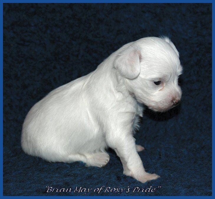 Brian May of Roxy's Pride