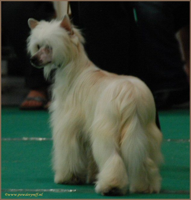 Freddy Mercury of Roxy's Pride