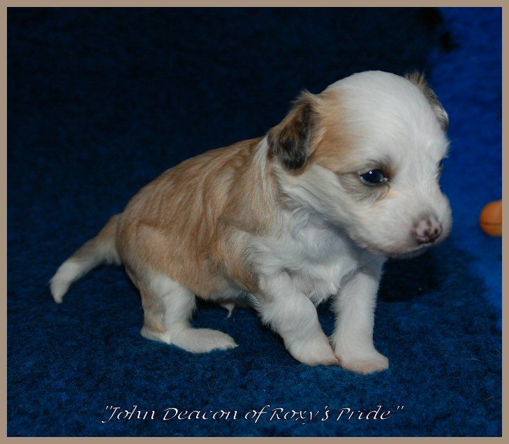 John Deacon of Roxy's Pride