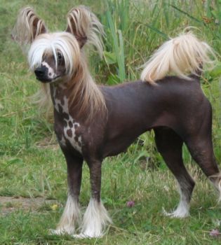 Volshebnaya Loshadka Romantika