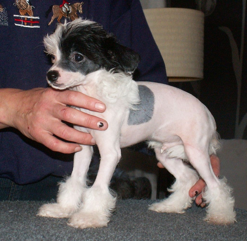 Starside Secret Love