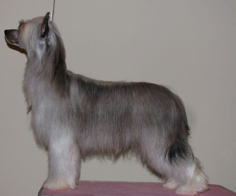 Budzaca Podziw Innowacja