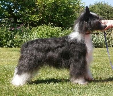 Bajecznie Piekna Innowacja Scherzando