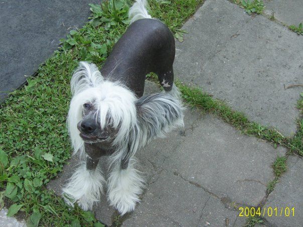 Bella Konstanta  li li ladyshka