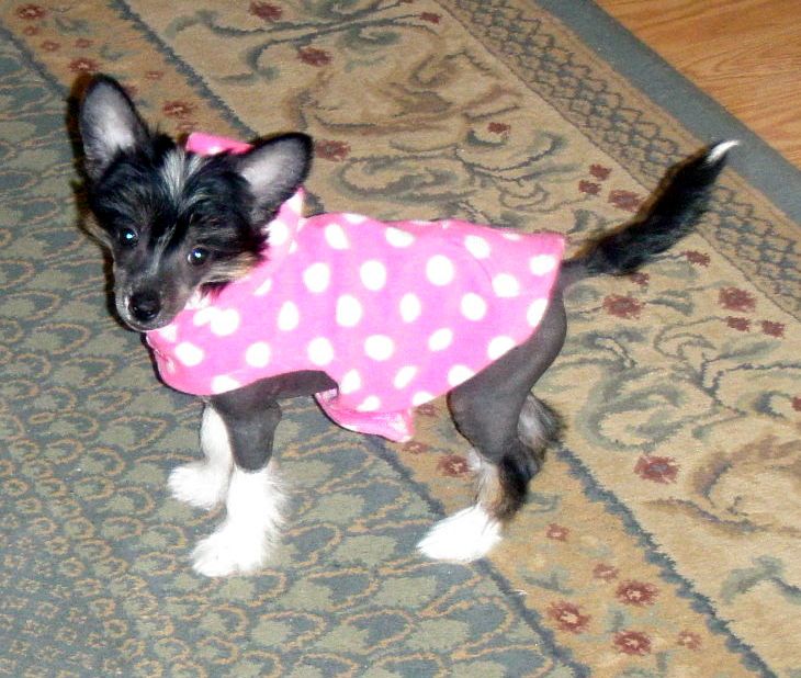 Jewels Sweet Temptation