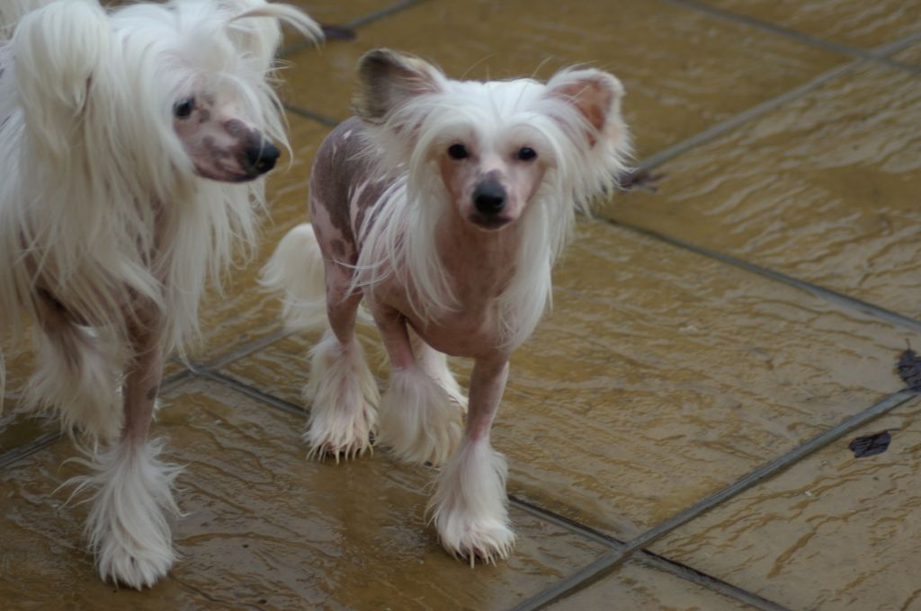 Angelcrest What A Cracker