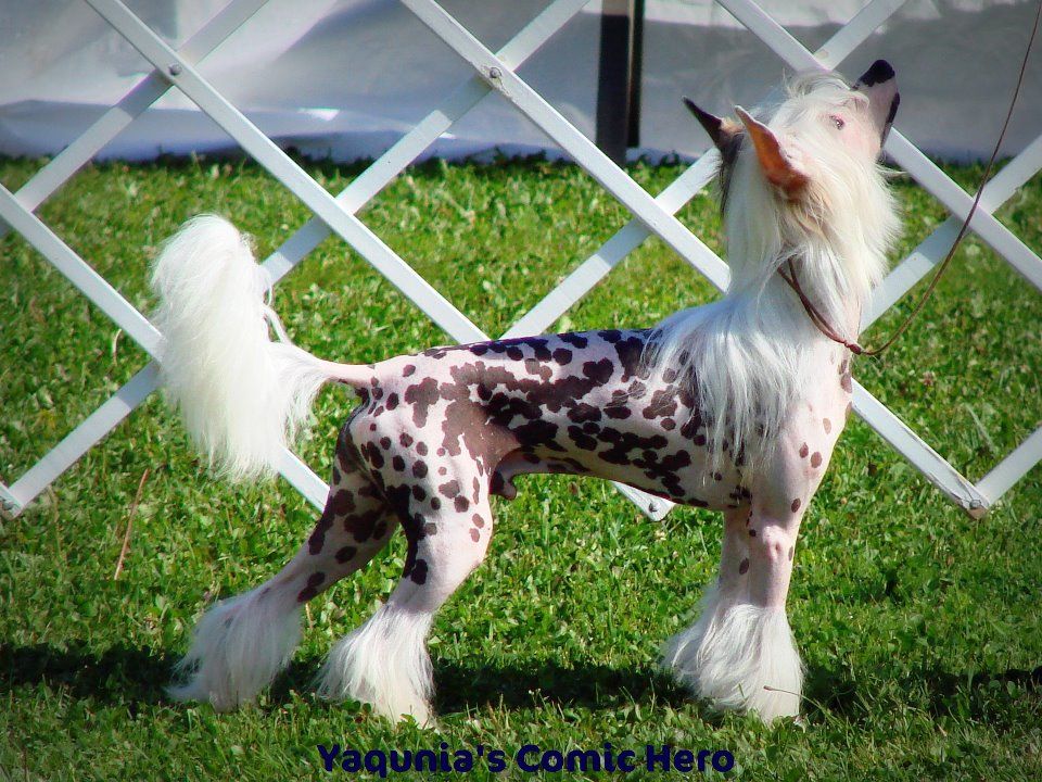 Yaquina's Comic Hero