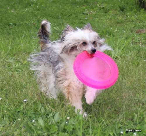 Yaquina's Chestnut Cream