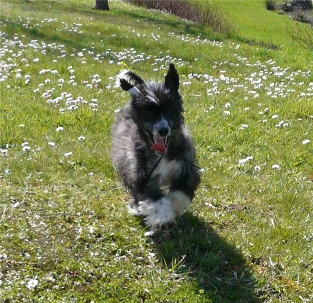 Subway European Black Star