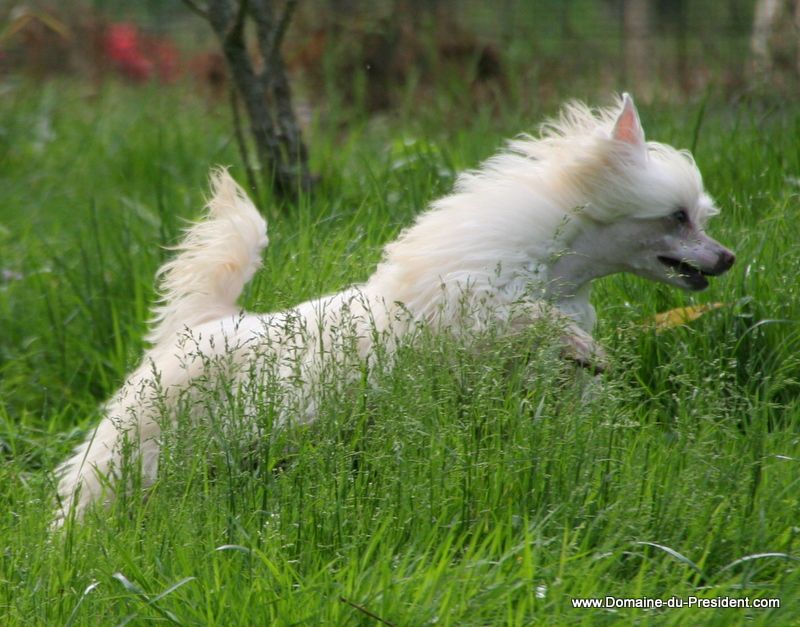 Fur Pete's Sake du Domaine du Président