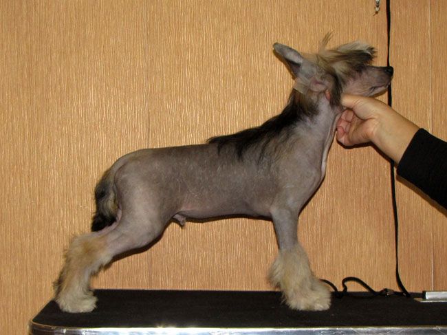 Bi-lav Plus Emanuele 