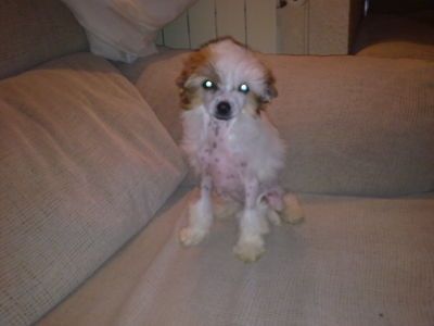 Astènia de le Chien Bourjois