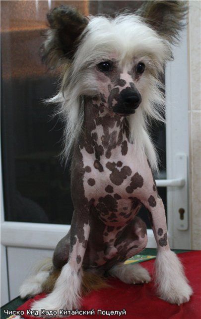 Kado Kitaiski Potselui Chisko