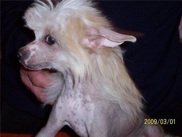 Kado Kitaiski Potselui Chesmi