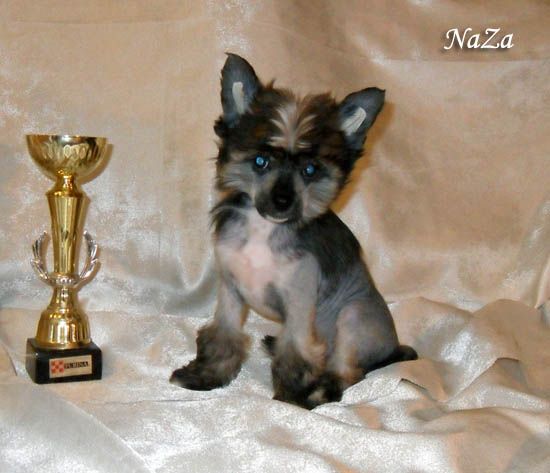 Cassiopeia Star Shine