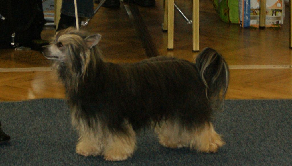 Grand Wizard of Dark Diamond Place