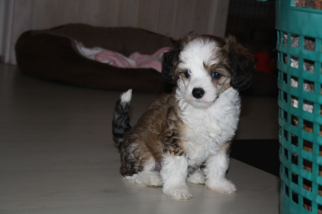 Nudaveritas Bobbi Brown