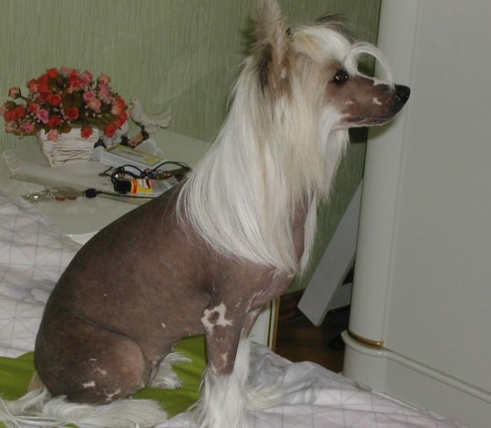 Chaina Dzhedai Dzhokonda