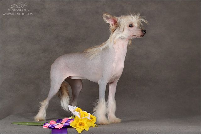 Deinara Nataki Fanrock